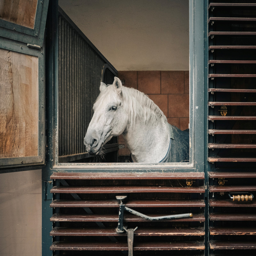  | &copy; Spanische Hofreitschule