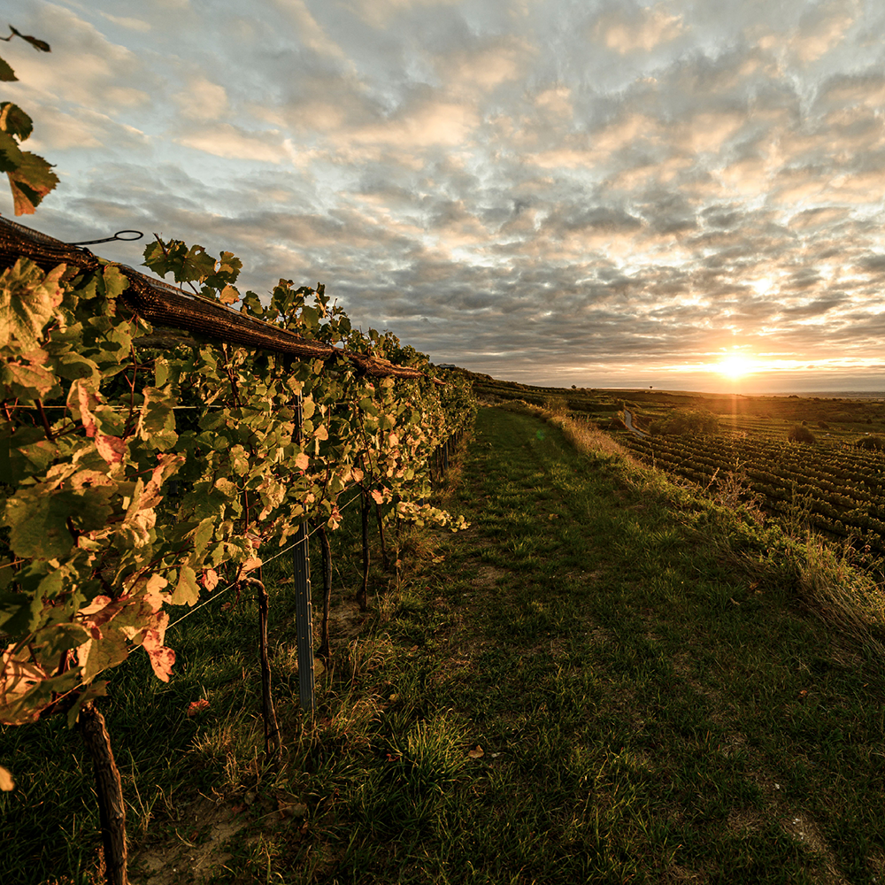  | &copy; Weingut Anton Bauer